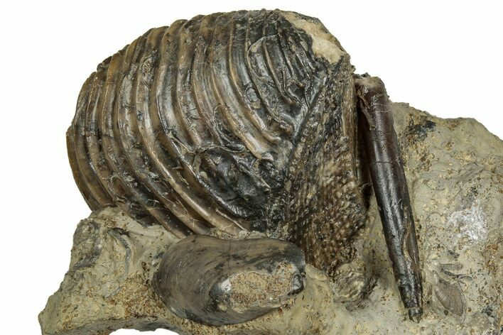 Jurassic Fossil Bivalve (Trigonia) with Belemnite - Germany #357387